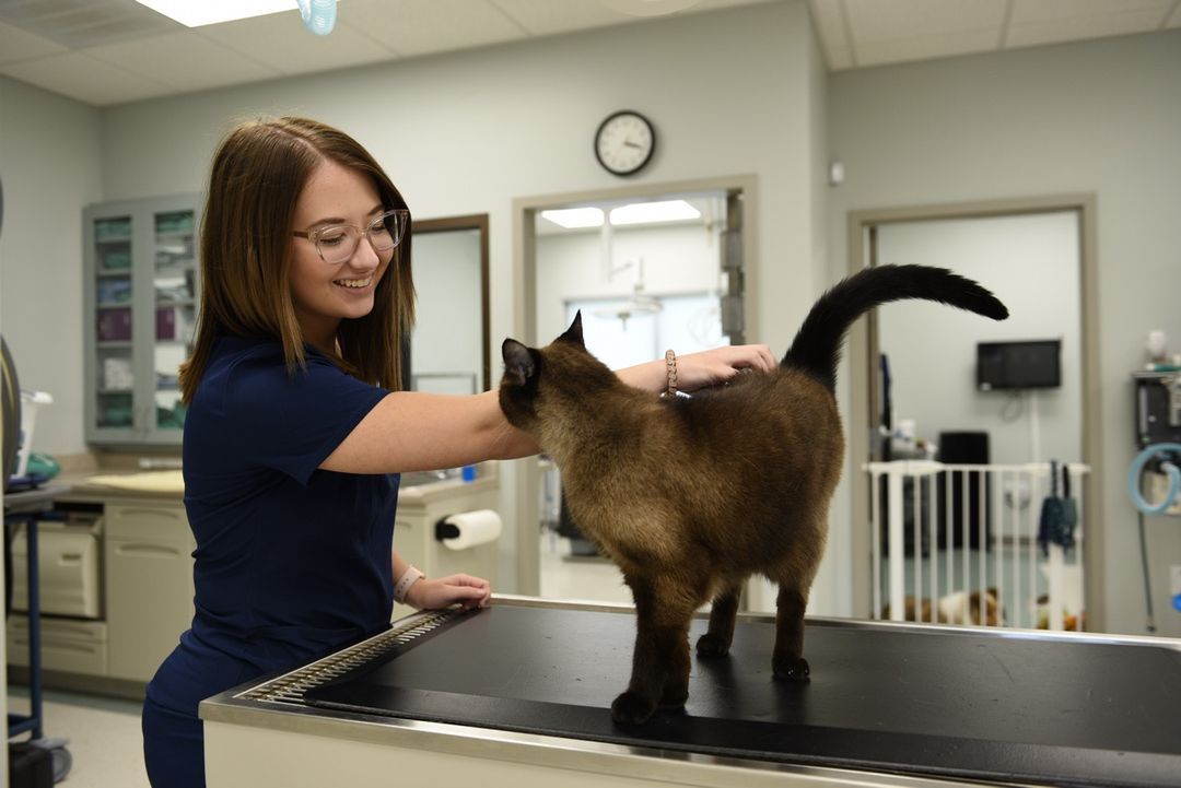 HighQuality Vet Hospital in Summerville, SC Cane Bay Veterinary Clinic